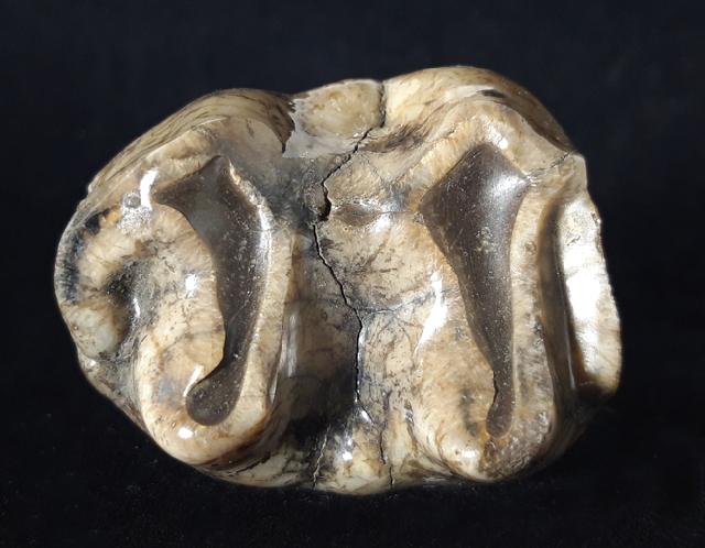 Zahn eines Deinotherium gigantheum (KAUP 1829) - Bild © FossNet FossilienStore